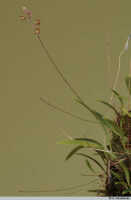Bulbophyllum orbiculare: Bulbophyllum orbiculare J.J.Sm., plant habit, photo A. Schuiteman, Leiden cult. s.n.