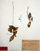 Crepidium decumbens: Crepidium decumbens (Schltr.) Szlach. (as Microstylis decumbens Schltr.), herbarium sheet, Schlechter 17371 (isotype specimen BO)