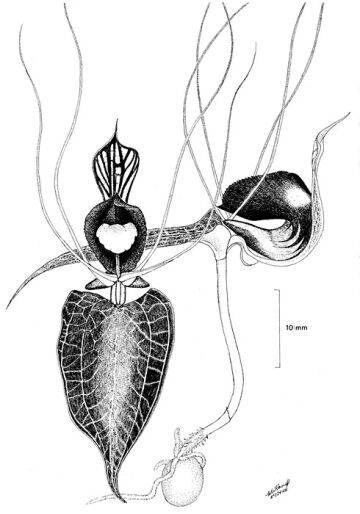 Corybas mankiensis