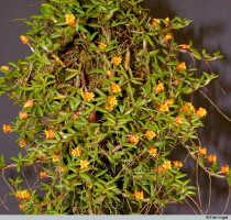 Mediocalcar decoratum: Mediocalcar decoratum Schuit., flowers, front view and oblique lateral view, photo E.F. de Vogel, Leiden cult. 2003XXXX