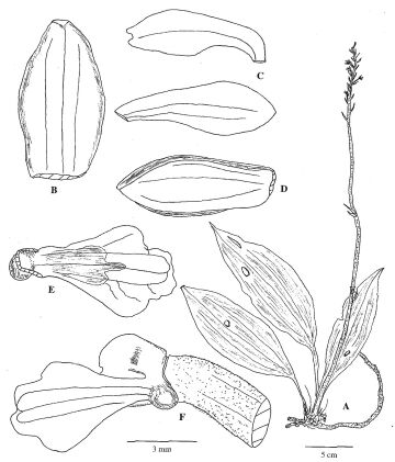 Calanthe brassii