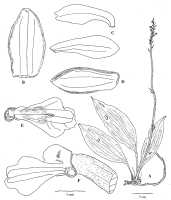 Calanthe brassii: Calanthe brassii Ormerod, drawing by Paul Ormerod in Malesian Orchid J. 16 (2015) 51, fig., after the holotype: Brass 10981