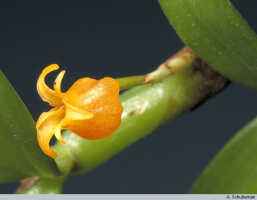 Mediocalcar umboiense: Mediocalcar umboiense Schuit., inflorescence, photo A. Schuiteman, Leiden cult. 30682