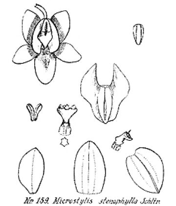 Crepidium cirrhiflorum