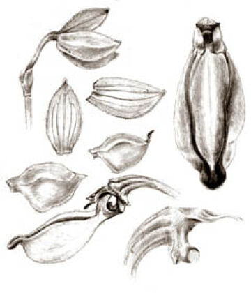 Bulbophyllum terrestre