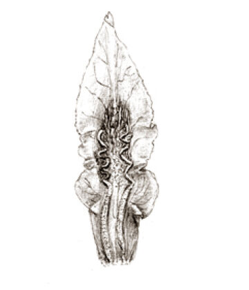 Dendrobium carinulatidiscum