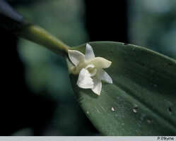 Dendrobium rhipidolobum: Dendrobium rhipidolobum Schltr., flower, photo P. O'Byrne, based on O'Byrne F010