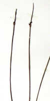 Ceratostylis rivularis: Ceratostylis rivularis Schltr., detail of herbarium sheet, Schlechter 16595, isotype specimen (BO)