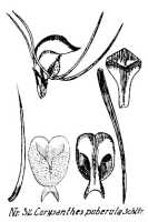 Corybas puberulus: Corysanthes puberula Schltr., from Repert. Spec. Nov. Regni Veg. Beih. 21 (1923) t. 11, fig. 32