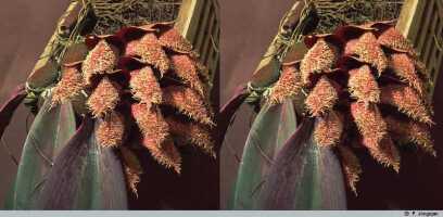 Bulbophyllum phalaenopsis: Bulbophyllum phalaenopsis J.J.Sm., inflorescence, photo P. Jongejan, collection Royal Botanic Gardens, Kew, cult. P. Jongejan 98