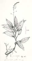 Crepidium gibbsiae: Crepidium gibbsiae (J.J.Sm.) Marg. (as Microstylis gibbsiae J.J.Sm.), habit, drawing by Iljas, based on Gibbs 6192