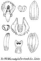 Crepidium xanthochilum: Crepidium xanthochilum (Schltr.) Szlach. (as Microstylis xanthochila Schltr.), drawing R. Schlechter in Repert. Spec. Nov. Regni Veg. Beih. 21 (1923) t. 52, fig. 180