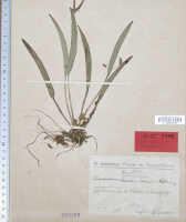 Dendrobium takadui: Dendrobium takadui J.J.Sm. (as Cadetia takadui Schltr.), type specimen: Schlechter 19344 (iso L)