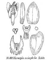 Crepidium sciaphilum: overview picture