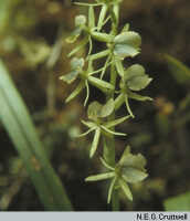Liparis caricifolia: overview picture