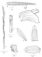 Dendrobium integrum subspecies merianum: Dendrobium integrum Schltr. subsp. merianum Ormerod. Drawing by Ormerid in Malesian Orchid J. 4 (2009) 51, fig. 2, based on Millar & Holttum 15735.