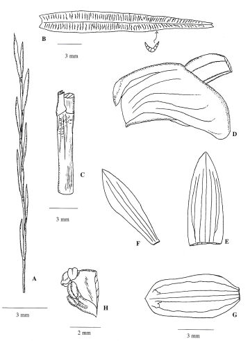Dendrobium integrum subspecies merianum