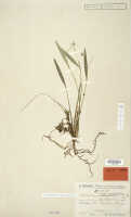 Dendrobium mischobulbum: Dendrobium mischobulbum Schltr., isosyntype specimen: Schlechter 19121 (L)