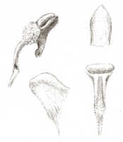 Dendrobium ceratostyloides: Dendrobium ceratostyloides J.J.Sm., drawing J.J. Smith, based on ?