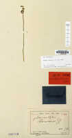 Crepidium rhinoceros: Crepidium rhinoceros (J.J.Sm.) Szlach. (as .Microstylis rhinoceros J.J.Sm.), herbarium sheet, Bogor cult. (Djibdja 385) 314 (isotype specimen L)