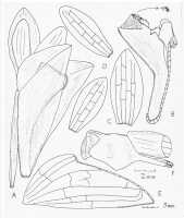 Dendrobium particolor: Dendrobium particolor Ormerod, drawing by Paul Ormerod in Malesian Orchid J. 13 (2014) 51, fig. 8, based on L.J. Brass 12167 (holo AMES, iso BRI, K).