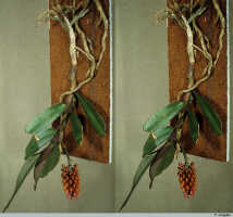 Robiquetia hamata: Robiquetia hamata Schltr., habit (stereo image), photo P. Jongejan, based on Jongejan 3102