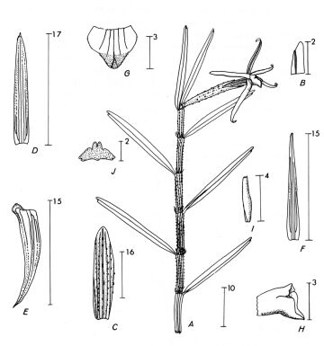 Glomera grandiflora