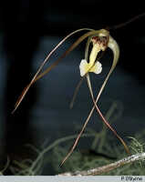 Dendrobium mekynosepalum: Dendrobium mekynosepalum Schltr., flower, photo P. O'Byrne, based on O'Byrne D1082