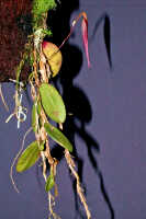 Bulbophyllum neotorricellense: Bulbophyllum neotorricellense J.M.H.Shaw, plant habit, photo Ed de Vogel, Leiden cult. 20030124 (de Vogel & Vogel) from Papua New Guinea, Central Prov.