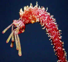Bulbophyllum neotorricellense: Bulbophyllum neotorricellense J.M.H.Shaw, flower, lateral view, sepals and petals removed, photo Ed de Vogel, Leiden cult. 20030124 (de Vogel & Vogel) from Papua New Guinea, Central Prov.