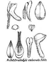 Ceratostylis calcarata: overview picture