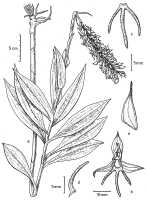 Habenaria trichoglossa: Habenaria trichoglossa Renz, plant habit and flower analysis, drawing Jany Renz in Pl. Syst. Evol. 155 (1987) 323, fig. 2a-e, based on Renz 12344