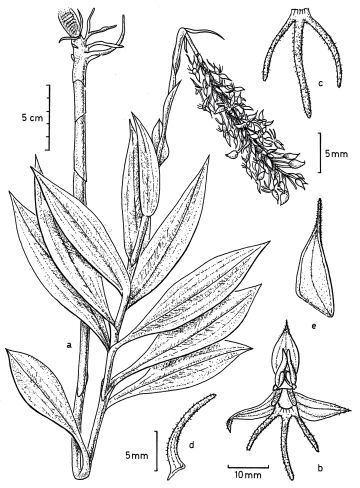 Habenaria trichoglossa