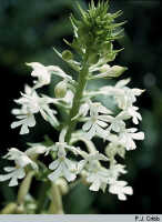 Calanthe triplicata: Calanthe triplicata (Willemet) Ames, inflorescence, photo P.J. Cribb, ex Papua (Indonesia), Baliem Valley