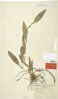 Dendrobium pemae: Dendrobium pemae Schltr., isotype specimen: Schlechter 19908 (L)