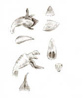 Octarrhena cylindrica: Octarrhena cylindrica J.J.Sm., floral analysis, drawing J.J. Smith, based on Gibbs 5993