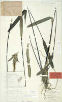Dendrobium auricolor: Dendrobium auricolor J.J.Sm. (as Dendrobium auricolor J.J.Sm. var. cyclopense J.J.Sm.,  isotype specimen: Gjellerup 518 (L)