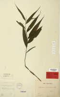 Tropidia curculigoides: Tropidia graminea Blume, herbarium sheet, Blume s.n. (Mt. Gede Pangerango) (holotype specimen L)