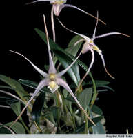 Dendrobium aratriferum: Dendrobium aratriferum J.J.Sm., flowers in late anthesis, photo Roy. Bot. Gard. Kew, based on Kew cult. (Genati K78)