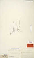 Dendrobium longicolle: Dendrobium longicolle Lindl., as Dendrobium compressicolle J.J.Sm., isotype specimen: Bogor cult. s.n. (L)