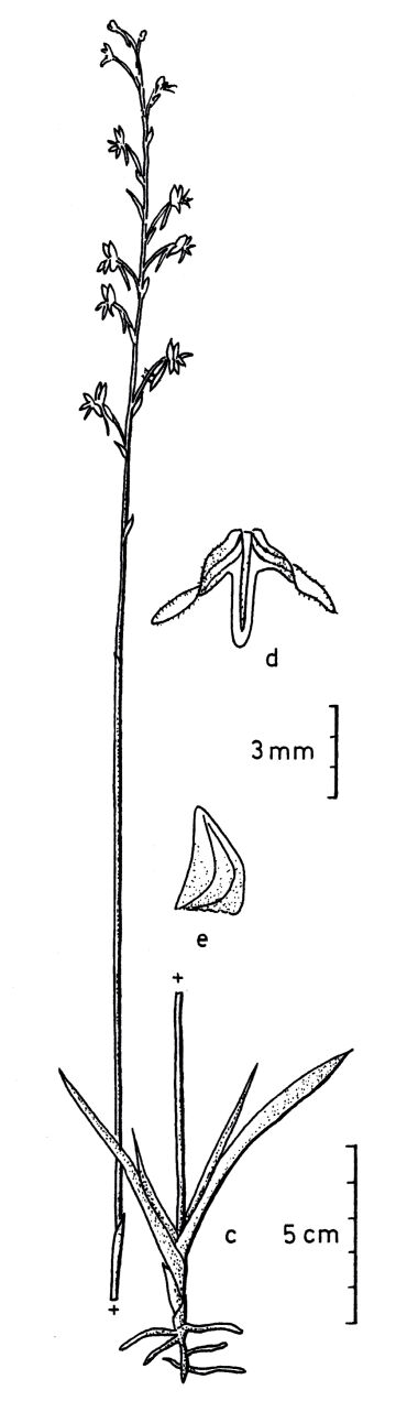 Habenaria ochroleuca