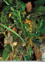 Octarrhena platyrhachis: Octarrhena platyrhachis P.Royen, habit, in situ, Daulo Pass, PNG, photo A. Schuiteman