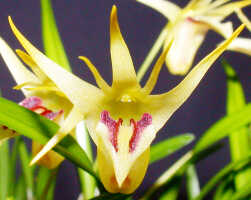 Dendrobium obyrnei: Dendrobium obyrnei (W.K.Harris) Schuit. & de Vogel, flower, oblique front view, photo Ed de Vogel, Leiden cult. 20030876 (National Capital Botanic Garden Port Moresby), from PNG, locality not known