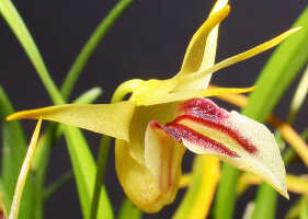 Dendrobium obyrnei: Dendrobium obyrnei (W.K.Harris) Schuit. & de Vogel, flower, oblique lateral view, photo Ed de Vogel, Leiden cult. 20030876 (National Capital Botanic Garden Port Moresby), from PNG, locality not known