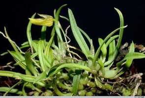 Bulbophyllum gramineum: Bulbophyllum gramineum Ridl., plant habit, photo E.F. de Vogel, Leiden cult. 20031543 (Harris), from Papua New Guinea, Gulf Prov.