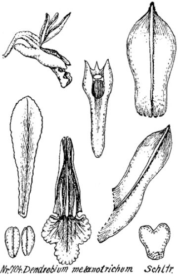 Dendrobium melanotrichum