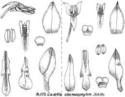 Dendrobium chamaephytum: Dendrobium chamaephytum Schltr. (as Cadetia chamaephytum (Schltr.) Schltr.), drawing R. Schlechter in Repert. Spec. Nov. Regni Veg. Beih. 21 (1923) t. 147, fig. 552