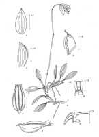 Bulbophyllum terrestre: Bulbophyllum terrestre (J.J.Sm.) J.J.Verm., Schuit. & de Vogel, as Pedilochilus terrestre J.J.Sm., Nova Guinea 14 (1929) 442, pl. 70, fig. 89, J.J.Sm., plant habit and flower analysis