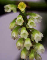 Schoenorchis micrantha: Schoenorchis micrantha Reinw. ex Blume, inflorescence, photo E.F. de Vogel, from PNG, East New Britain Prov., Leiden cult. 20081992
