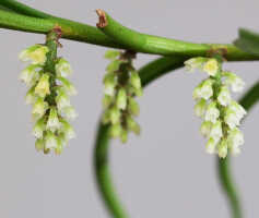 Schoenorchis micrantha: Schoenorchis micrantha Reinw. ex Blume, stem with inflorescences, photo E.F. de Vogel, from PNG, East New Britain Prov., Leiden cult. 20081992
